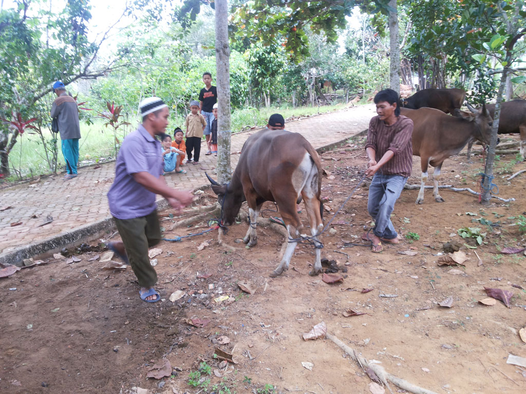 Kenaikan Harga Sapi Kurban
