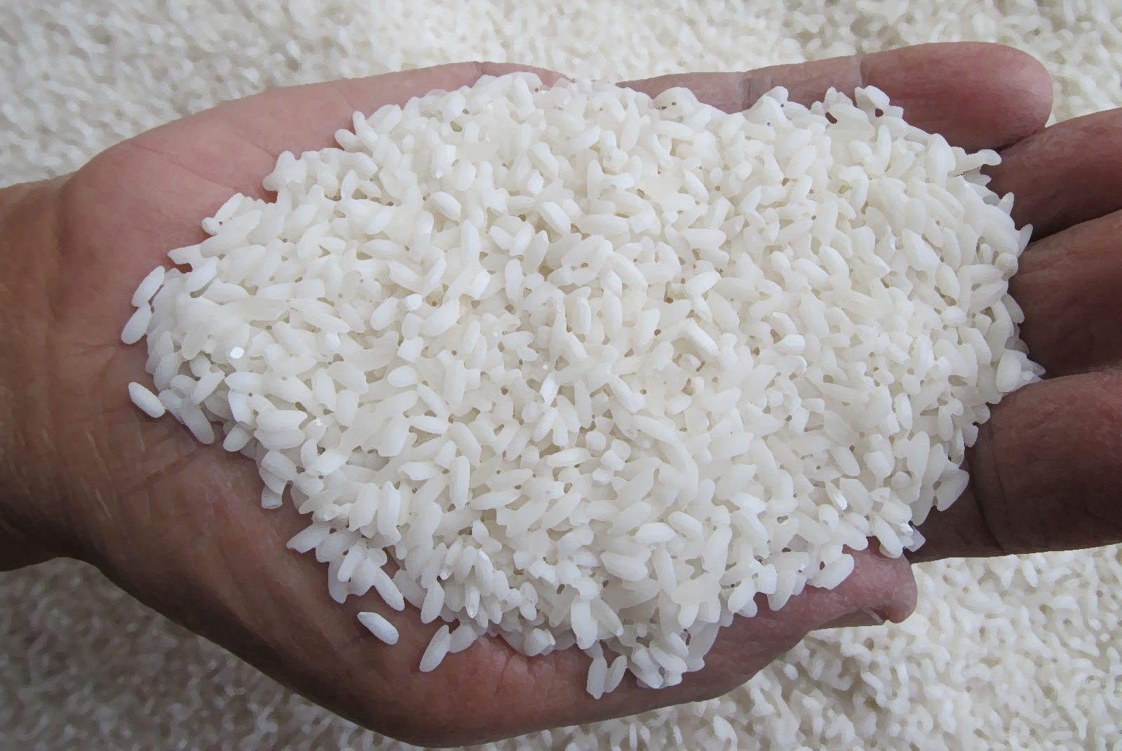 Tidak Ada Peredaran Beras Plastik Di Tanjungpinang